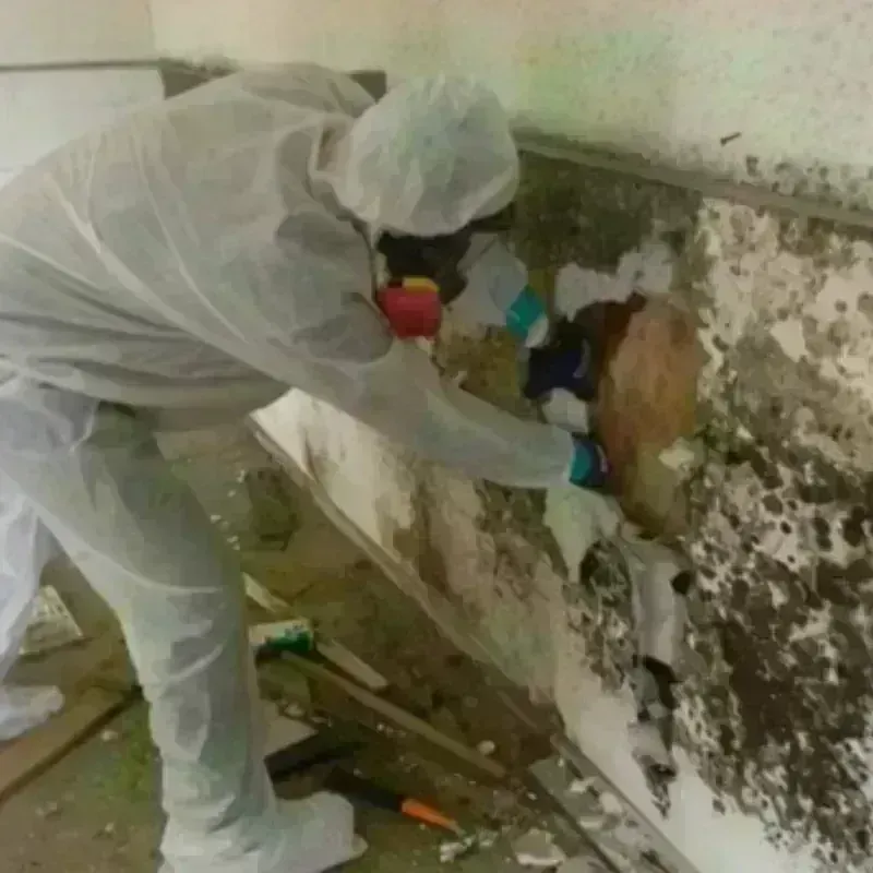 Mold Remediation and Removal in Coshocton, OH